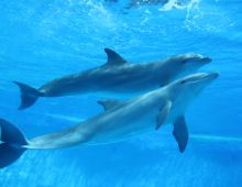 Delfines3