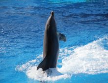 Delfines4