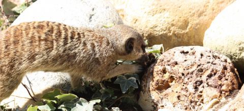 Curiosos suricatas en Mundomar Benidorm