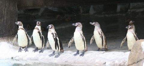 Pinguinos4